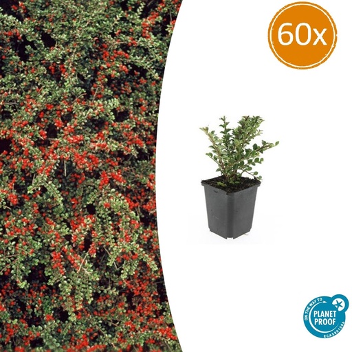 "Fächer-Zwergmispel 60er-Set (Cotoneaster horizontalis) – winterharter Bodendecker, Topf-Ø 9 cm, Höhe ca. 25 cm image"