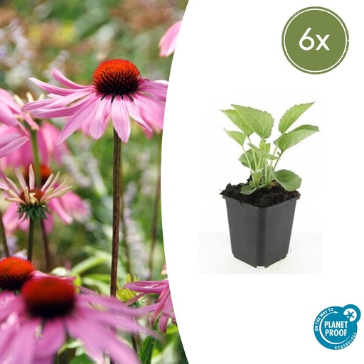 "Sonnenhut 'Magnus' 6er-Set (Echinacea purpurea) – winterharte Staude, Topf-Ø 9 cm, Höhe ca. 25 cm image"