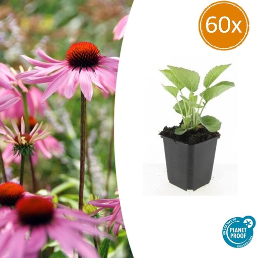 "Scheinsonnenhut 'Magnus' 60er-Set (Echinacea purpurea) – winterharte Blütenstaude, Topf-Ø 9 cm, Höhe ca. 25 cm image"