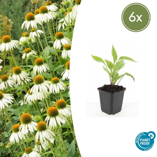 "Scheinsonnenhut 'Weißer Schwan' 6er-Set (Echinacea purpurea) – winterharte Staude, Topf-Ø 9 cm, Höhe ca. 25 cm image"