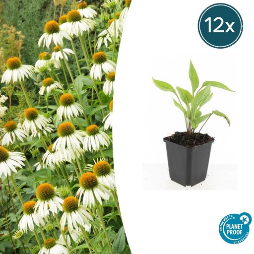 "Scheinsonnenhut 'White Swan' 12er-Set (Echinacea purpurea) – winterharte Blütenstaude, Topf-Ø 9 cm, Höhe ca. 25 cm image"
