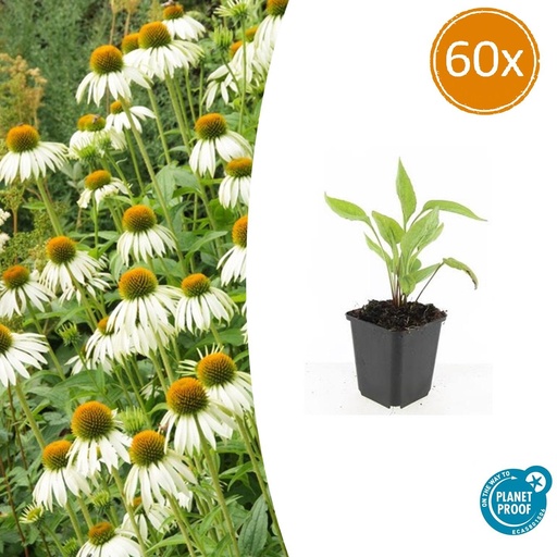 "60x Echinacea p. 'White Swan' - ↕10-25cm - Ø9cm image"