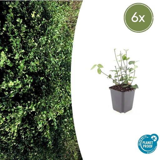 "Immergrüne Kriechspindel 'Coloratus' 6er-Set (Euonymus fortunei) – winterharter immergrüner Bodendecker, Topf-Ø 9 cm, Höhe ca. 25 cm image"