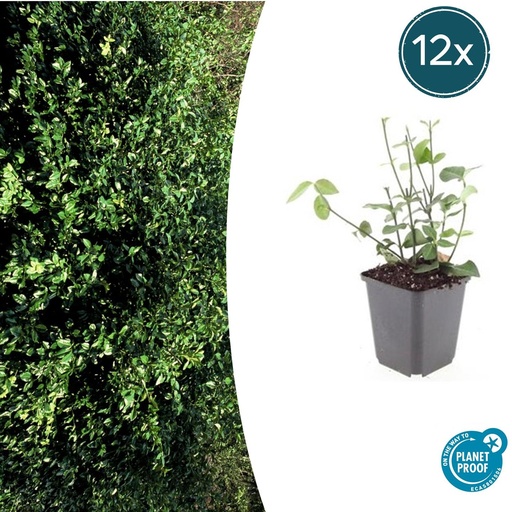 "Immergrüne Kriechspindel 'Coloratus' 12er-Set (Euonymus fortunei) – winterharter immergrüner Bodendecker, Topf-Ø 9 cm, Höhe ca. 25 cm image"