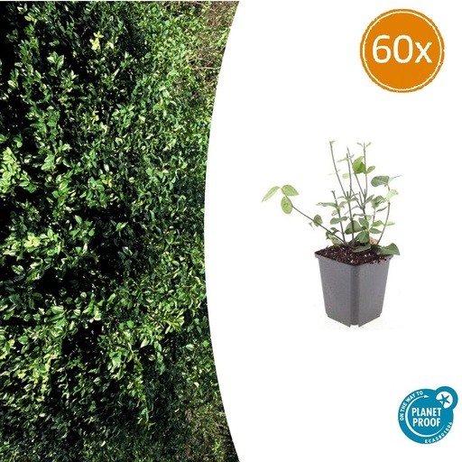 "Immergrüne Kriechspindel 'Coloratus' 60er-Set (Euonymus fortunei) – winterharter immergrüner Bodendecker, Topf-Ø 9 cm, Höhe ca. 25 cm image"