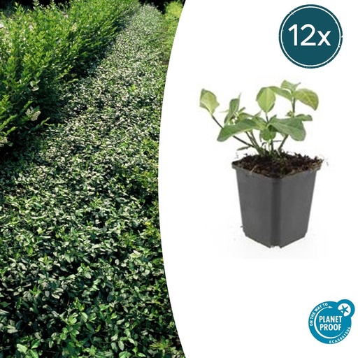 "Kriechspindel 'Dart' 12er-Set (Euonymus fortunei) – winterharter immergrüner Bodendecker, Topf-Ø 9 cm, Höhe ca. 25 cm image"