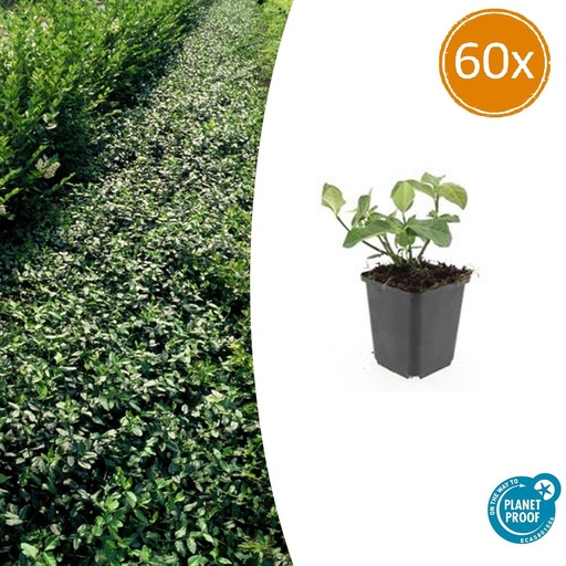 "Kriechspindel 'Dart' 60er-Set (Euonymus fortunei) – immergrüner Bodendecker, Topf-Ø 9 cm, Höhe ca. 25 cm image"