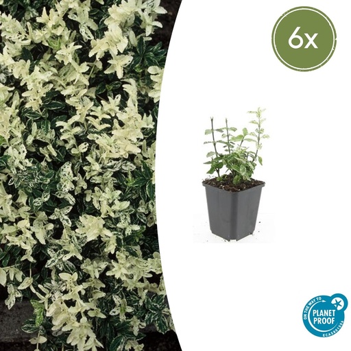 "6x Euonymus fort. 'Harlequin' - ↕10-25cm - Ø9cm image"