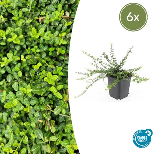 "Immergrüne Kriechspindel 'Minimus' 6er-Set (Euonymus fortunei) – winterharter immergrüner Bodendecker, Topf-Ø 9 cm, Höhe ca. 25 cm image"