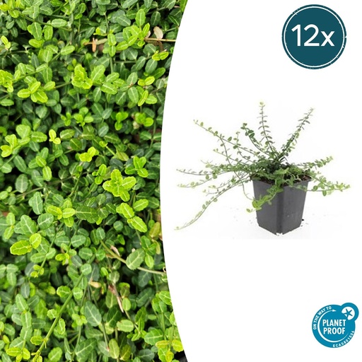 "12x Euonymus fort. 'Minimus' - ↕10-25cm - Ø9cm image"