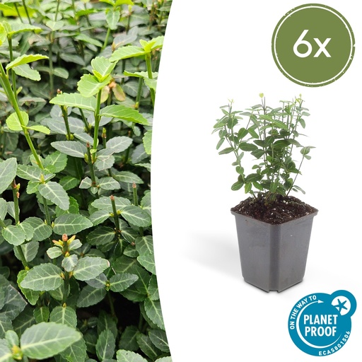 "6x Euonymus fortunei radicans - ↕10-25cm - Ø9cm image"