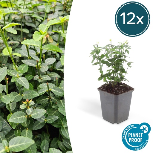 "12x Euonymus fortunei radicans - ↕10-25cm - Ø9cm image"