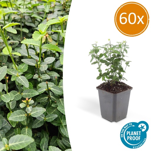 "Kriechspindel 60er-Set (Euonymus fortunei) – winterharter Bodendecker, Topf-Ø 9 cm, Höhe ca. 25 cm image"