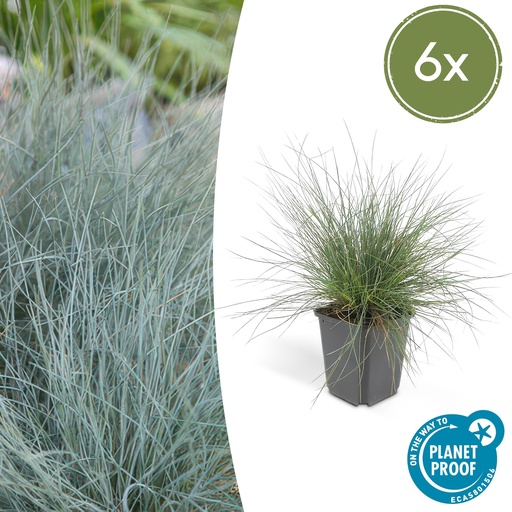 "6x Festuca glauca 'Elijah Bleu' - ↕10-25cm - Ø9cm image"