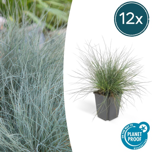 "12x Festuca glauca 'Elijah Bleu' - ↕10-25cm - Ø9cm image"