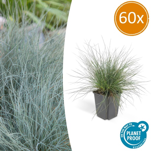 "60x Festuca glauca 'Elijah Bleu' - ↕10-25cm - Ø9cm image"