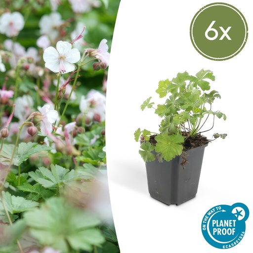 "Geranie 'Biokovo' 6er-Set (Geranium cantabrigiense) – winterharte Staude, Topf-Ø 9 cm, Höhe ca. 25 cm image"