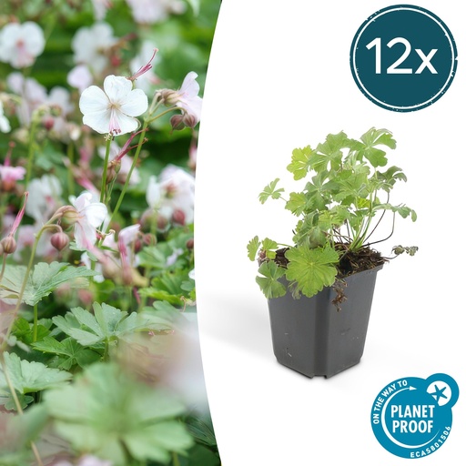 "Geranie 'Biokovo' 12er-Set (Geranium cantabrigiense) – winterharte Staude, Topf-Ø 9 cm, Höhe ca. 25 cm image"
