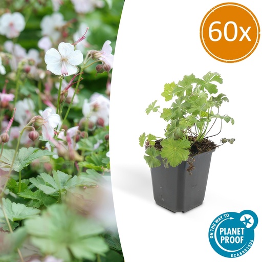"60x Geranium cant. 'Biokovo' - ↕10-25cm - Ø9cm image"