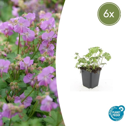 "Geranie 'Cambridge' 6er-Set (Geranium cantabrigiense) – winterharte Staude, Topf-Ø 9 cm, Höhe ca. 25 cm image"