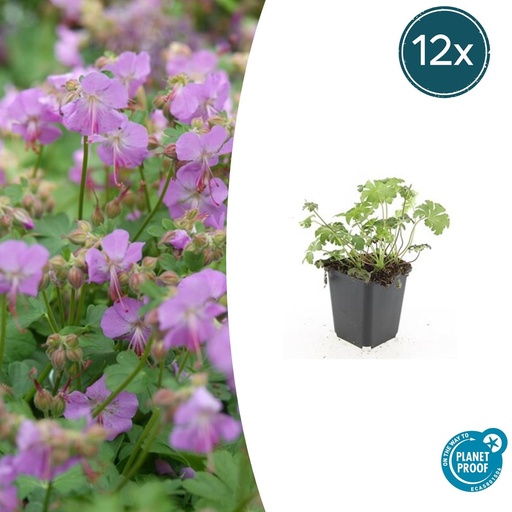 "Geranie 'Cambridge' 12er-Set (Geranium cantabrigiense) – winterharte Staude, Topf-Ø 9 cm, Höhe ca. 25 cm image"