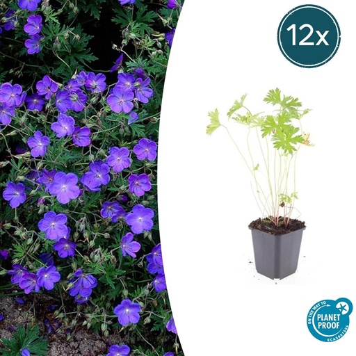 "Johnson's-Storchschnabel 12er-Set (Geranium s) – winterharte Staude, Topf-Ø 9 cm, Höhe ca. 25 cm image"