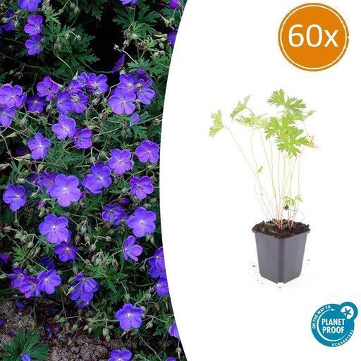 "Storchschnabels Blue' 'Johnson' 60er-Set (Geranium s) – winterharte Staude, Topf-Ø 9 cm, Höhe ca. 25 cm image"