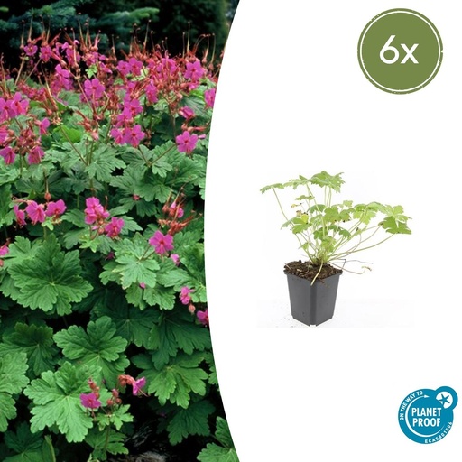 "Geranie 'Czakor' 6er-Set (Geranium macrorrhizum) – winterharte Staude, Topf-Ø 9 cm, Höhe ca. 25 cm image"