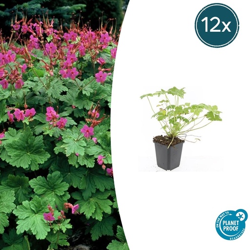 "12x Geranium macr. 'Czakor' - ↕10-25cm - Ø9cm image"