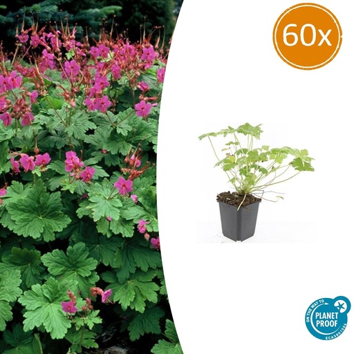 "Geranie 'Czakor' 60er-Set (Geranium macrorrhizum) – winterharte Staude, Topf-Ø 9 cm, Höhe ca. 25 cm image"