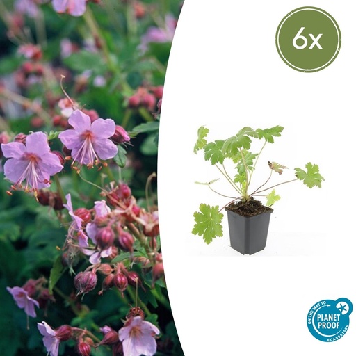 "Storchschnabel 'Ingwersen' 6er-Set (Geranium macrorrhizum) – winterharte Staude, Topf-Ø 9 cm, Höhe ca. 25 cm image"