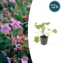 Balkan-Storchschnabel 'Ingwersen' 12er-Set (Geranium macrorrhizum) – winterharte