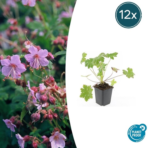"Balkan-Storchschnabel 'Ingwersen' 12er-Set (Geranium macrorrhizum) – winterharte Staude, Topf-Ø 9 cm, Höhe ca. 25 cm image"