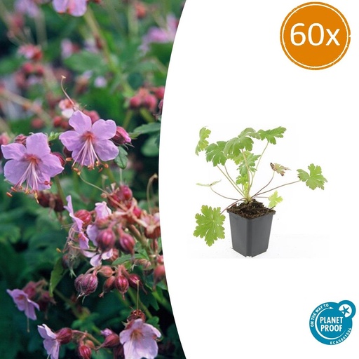 "60x Geranium macr. 'Ingwersen's Var.' - ↕10-25cm - Ø9cm image"