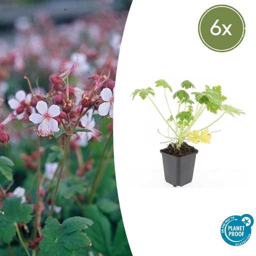 "Geranie 'Spessart' 6er-Set (Geranium macrorrhizum) – winterharte Staude, Topf-Ø 9 cm, Höhe ca. 25 cm image"