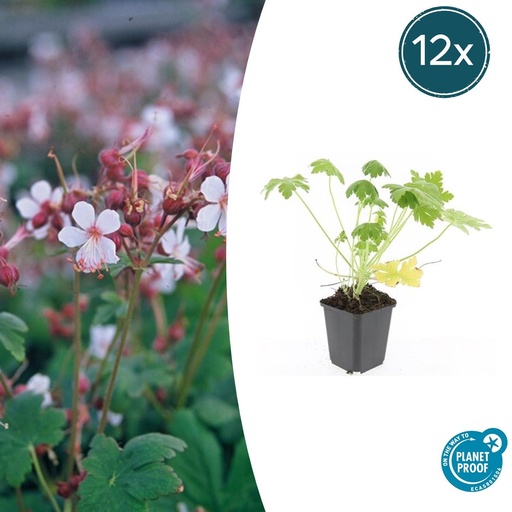 "12x Geranium macr. 'Spessart' - ↕10-25cm - Ø9cm image"