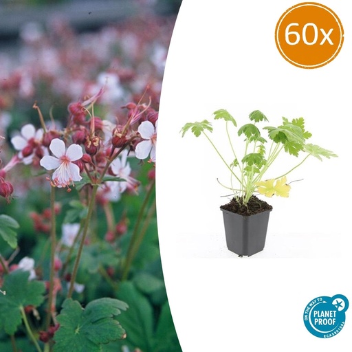 "Geranie 'Spessart' 60er-Set (Geranium macrorrhizum) – winterharte Staude, Topf-Ø 9 cm, Höhe ca. 25 cm image"
