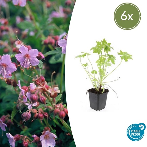 "Balkan-Storchschnabel 6er-Set (Geranium macrorrhizum) – winterharte Bodendecker-Staude, Topf-Ø 9 cm, Höhe ca. 25 cm image"