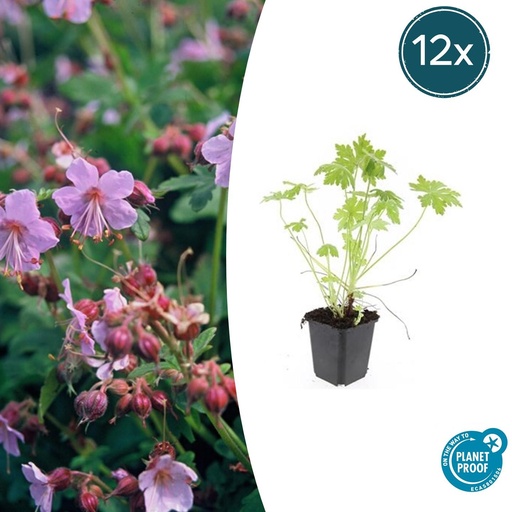 "12x Geranium macrorrhizum - ↕10-25cm - Ø9cm image"