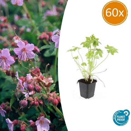 "Balkan-Storchschnabel 60er-Set (Geranium macrorrhizum) – winterharte Bodendecker-Staude, Topf-Ø 9 cm, Höhe ca. 25 cm image"