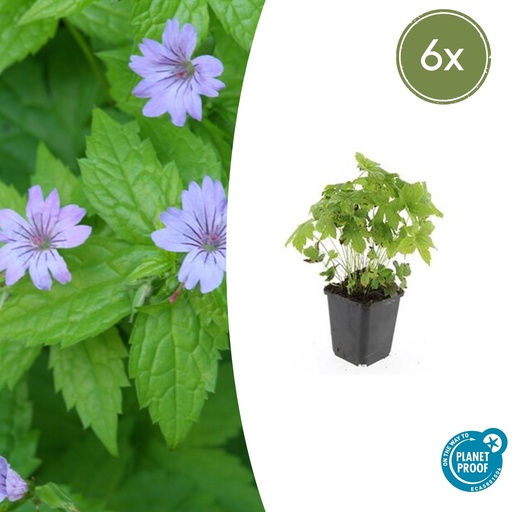 "Knotiger Storchschnabel 6er-Set (Geranium nodosum) – winterharte Staude, Topf-Ø 9 cm, Höhe ca. 25 cm image"
