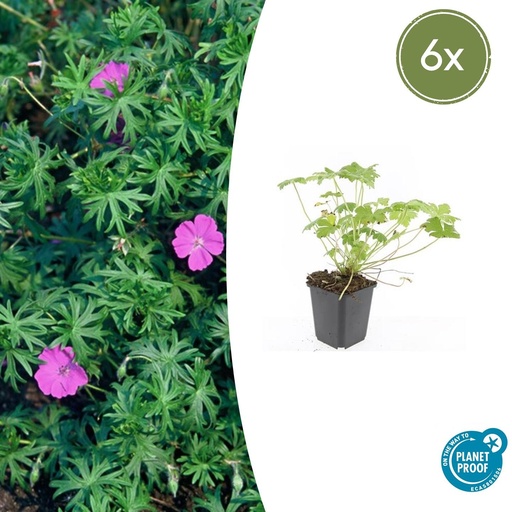"Geranie 'Tiny Monster' 6er-Set (Geranium) – winterharte Staude, Topf-Ø 9 cm, Höhe ca. 25 cm image"