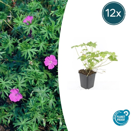 "12x Geranium 'Tiny Monster' - ↕10-25cm - Ø9cm image"