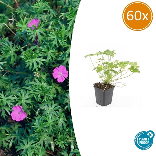"60x Geranium 'Tiny Monster' - ↕10-25cm - Ø9cm image"