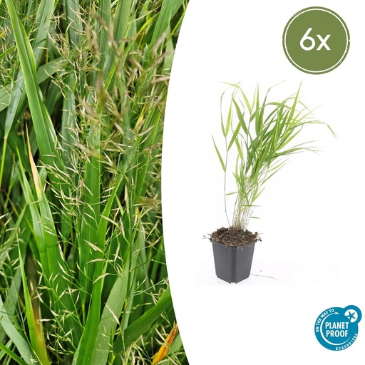"Japanisches Berggras 6er-Set (Hakonechloa macra) – winterhartes Ziergras, Topf-Ø 9 cm, Höhe ca. 25 cm image"