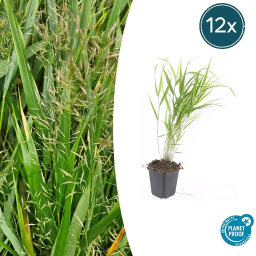 "12x Hakonechloa macra - ↕10-25cm - Ø9cm image"