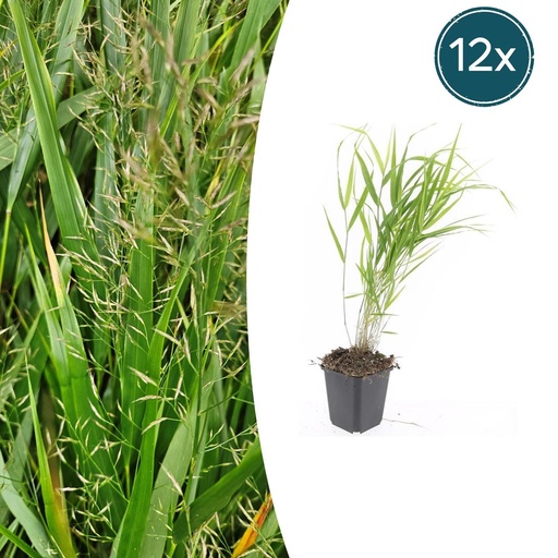 "Japanisches Berggras (Hakonechloa macra) – winterhartes Ziergras, Topf-Ø 9 cm, Höhe ca. 9 cm image"