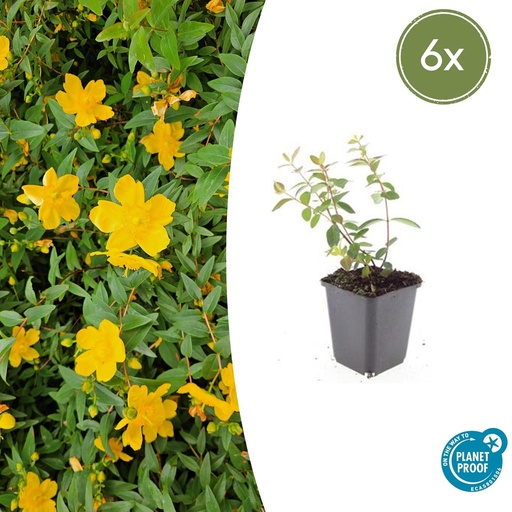 "6x Hypericum dummeri 'Peter Dummer' - ↕10-25cm - Ø9cm image"