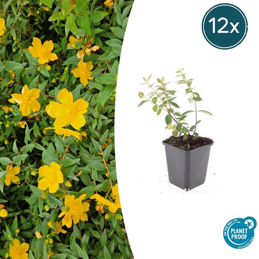"Johanniskraut 'Peter Dummer' 12er-Set (Hypericum dummeri) – winterharte Staude, Topf-Ø 9 cm, Höhe ca. 25 cm image"