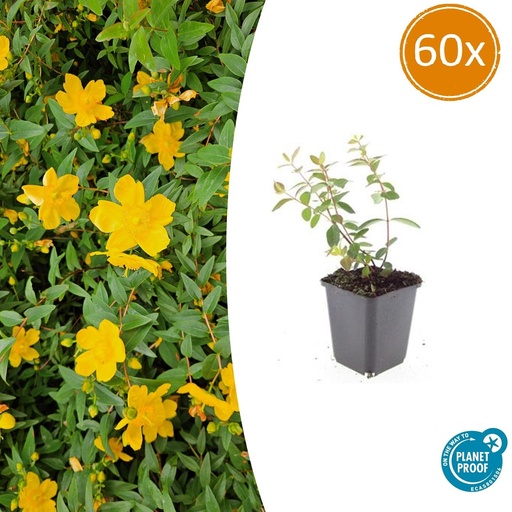 "Dummer-Johanniskraut 'Peter Dummer' 60er-Set (Hypericum dummeri) – winterharte Staude, Topf-Ø 9 cm, Höhe ca. 25 cm image"